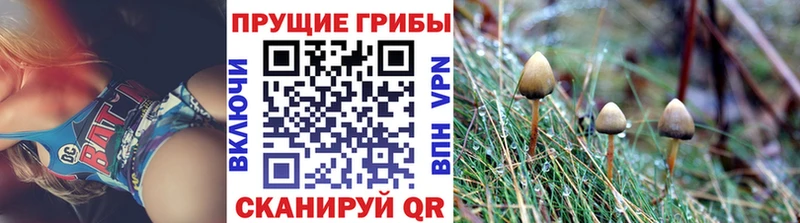 kraken tor  Безенчук  Галлюциногенные грибы Psilocybe 